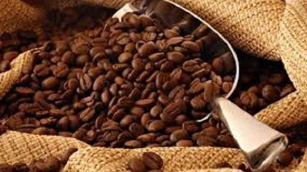 Robusta gần chạm mốc 1.500 USD/tấn, trong nước đồng loạt tăng 300 đồng/kg
