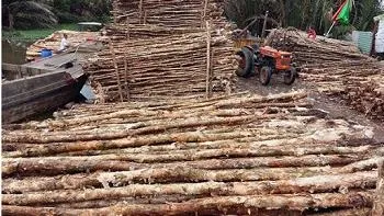 Đưa công nghệ Nhật Bản vào cây tre, cừ tràm dùng trong xây dựng