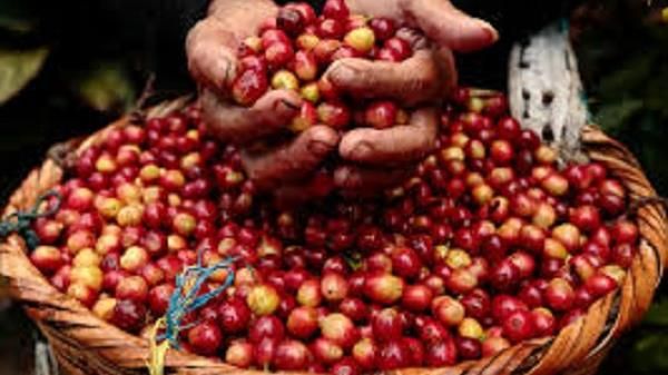 Thế giới tăng sốc, trong nước quay đầu giảm 300 đồng/kg