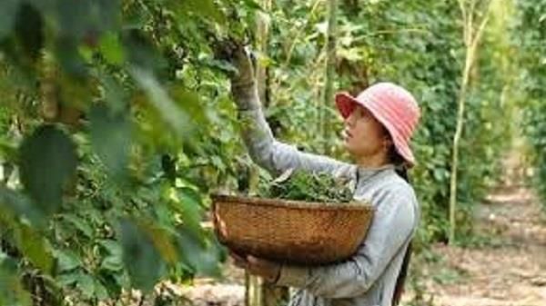 Bất ngờ giảm 1.000 đồng/kg tại Đồng Nai