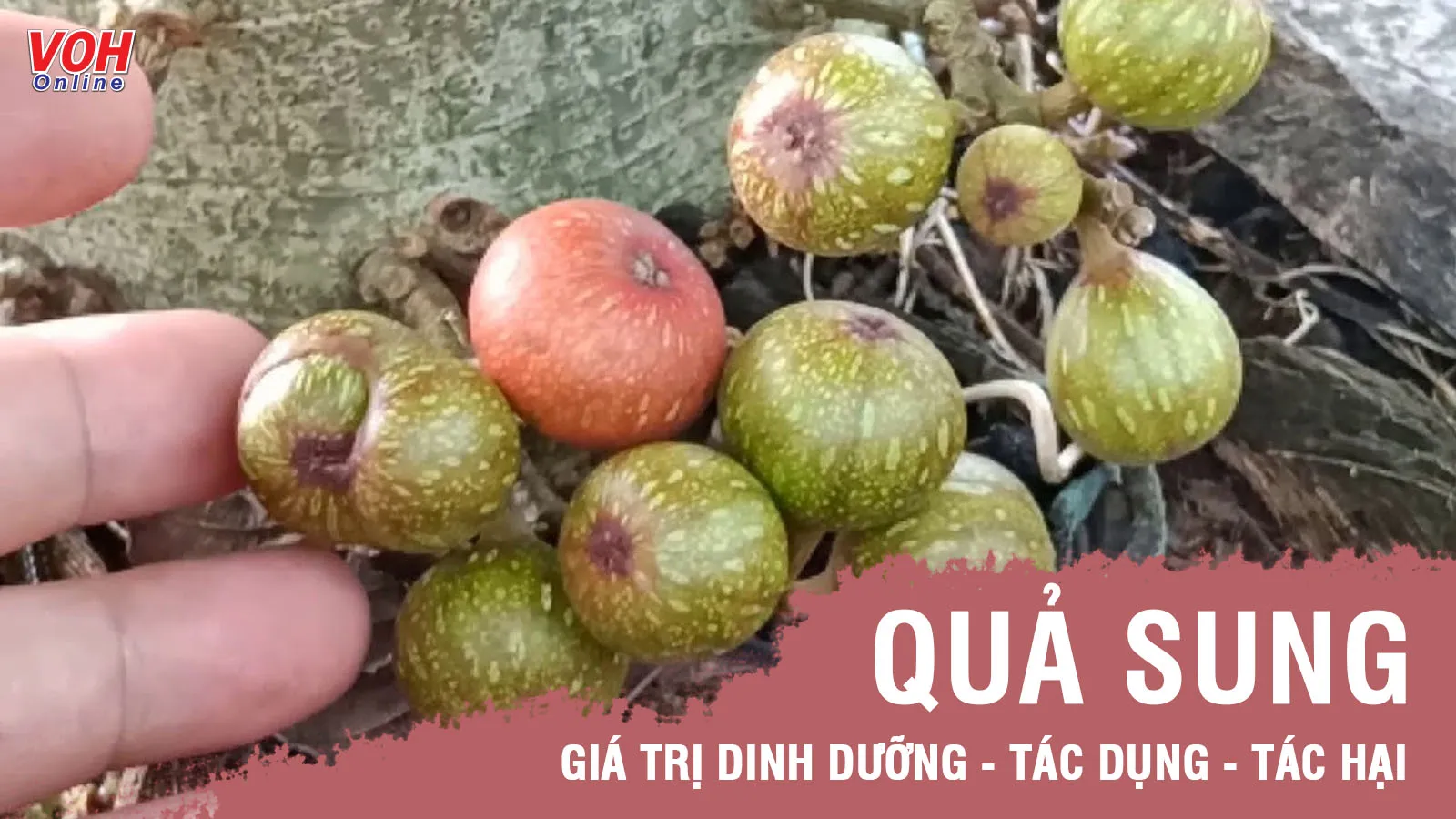 Quả sung có tác dụng gì trong việc phòng và chữa bệnh