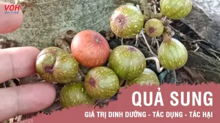 Quả sa kê có tác dụng gì? 9 lợi ích sức khỏe chớ bỏ qua!