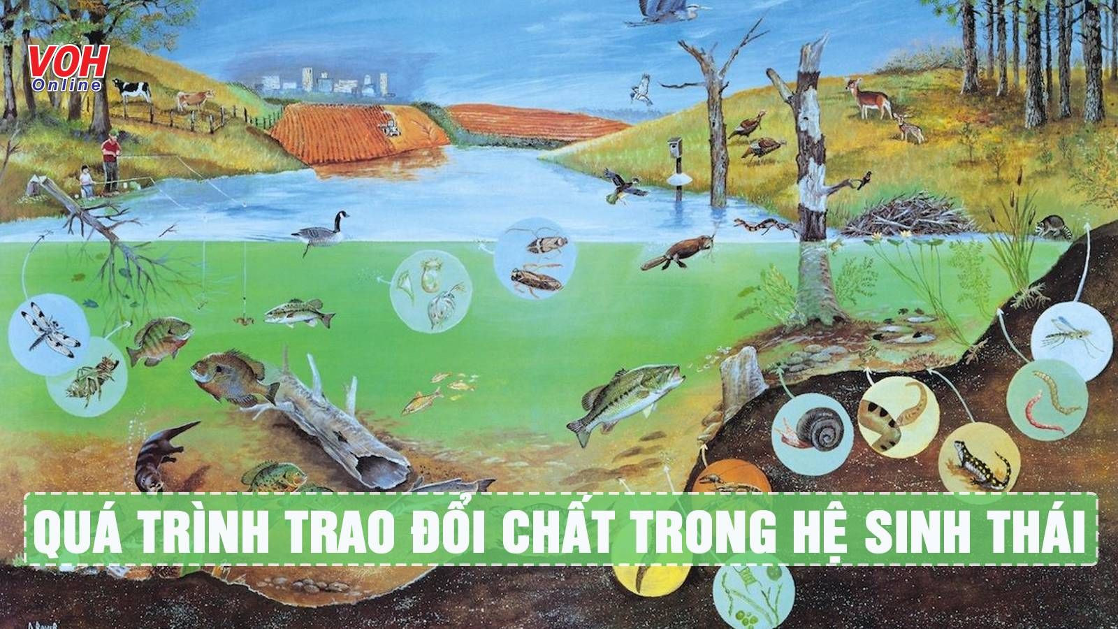Tìm hiểu quá trình trao đổi vật chất trong hệ sinh thái