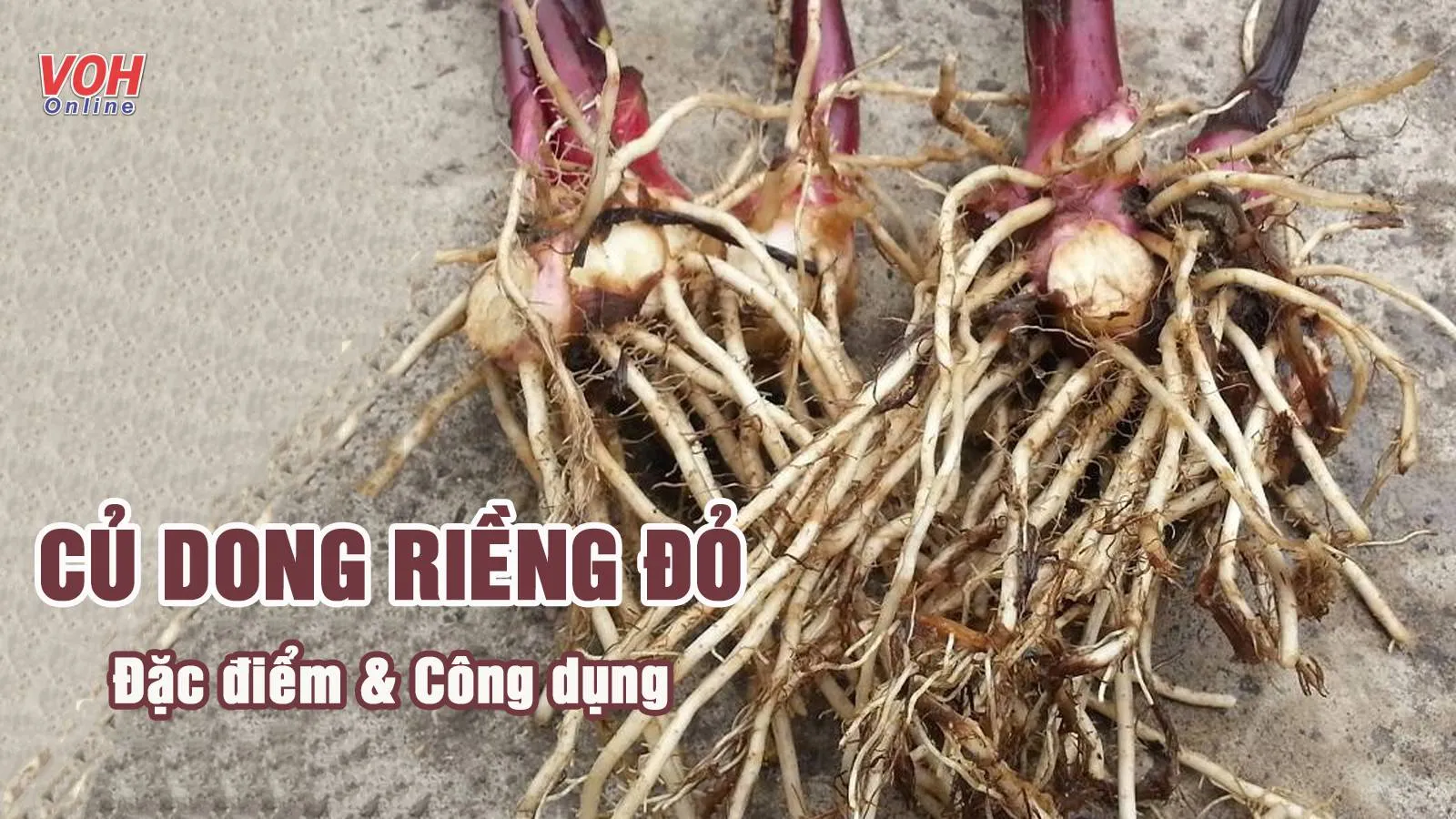 Tìm hiểu đặc điểm và tác dụng của cây dong riềng đỏ