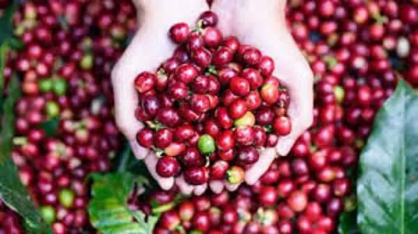 Giá cà phê ngày 16/5: Thị trường giảm từ 1.500 đồng/kg đến 1.600 đồng/kg trong tuần
