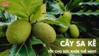 Cây sa kê: Loại cây ăn quả chứa những lợi ích sức khỏe tuyệt vời