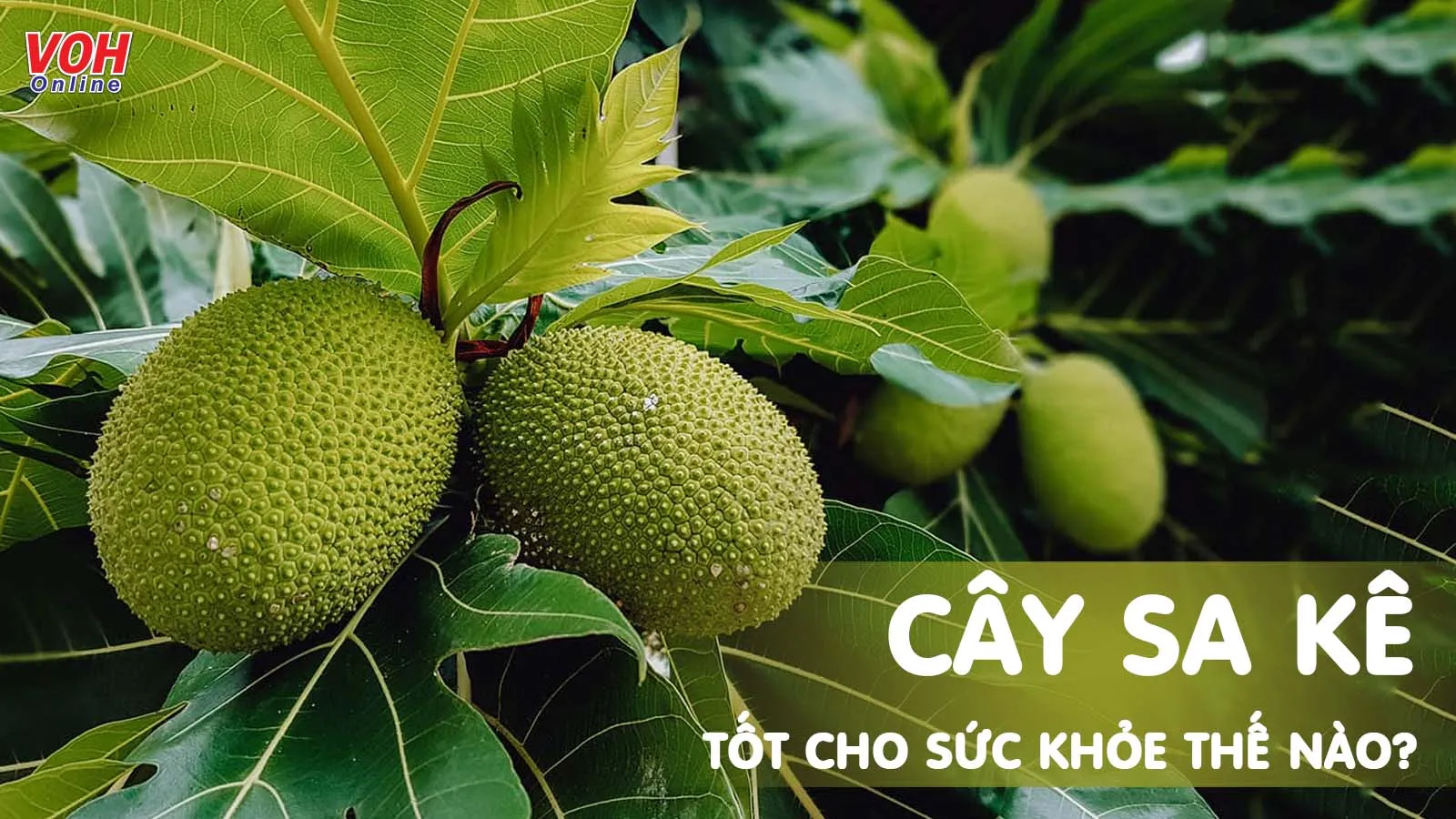 Cây sa kê: Loại cây ăn quả chứa những lợi ích sức khỏe tuyệt vời