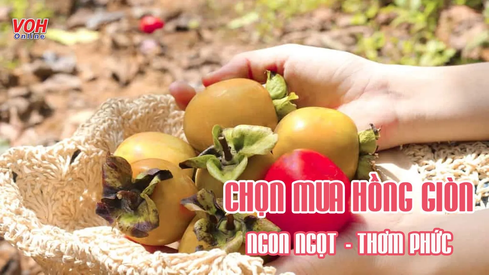 Cách chọn hồng giòn không bị chát chuẩn không cần chỉnh