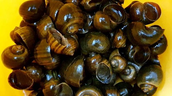 Giá cả thị trường hôm nay 22/5/2021: Ốc bươu 50.000 đồng/kg