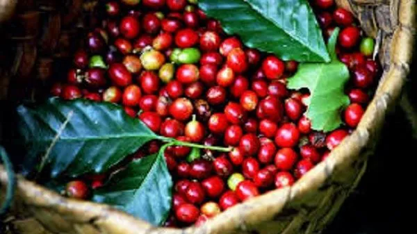 Giá cà phê ngày 2/6: Giá Robusta tăng, giá trong nước phục hồi tăng 100-200 đồng/kg