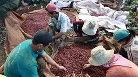 Giá cà phê ngày 16/6: Điều chỉnh tăng nhẹ