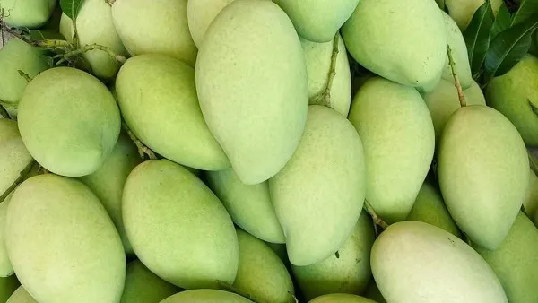 Giá cả thị trường hôm nay 2/7/2021: Xoài cát từ 65.000 đồng/kg