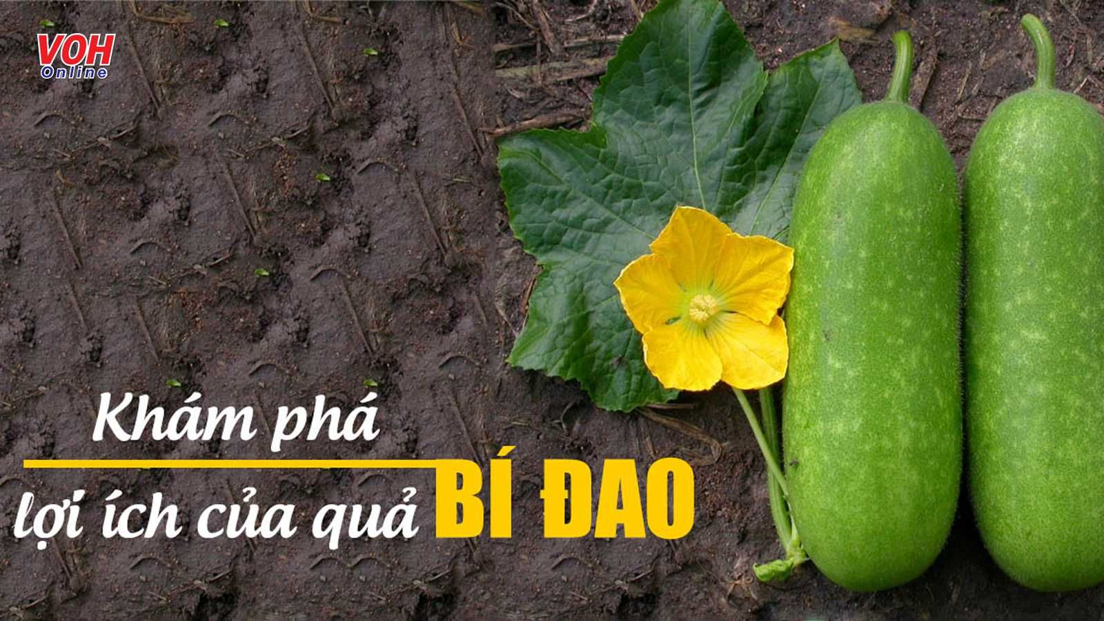 Tiết lộ 9 tác dụng của bí đao với sức khỏe và làm đẹp