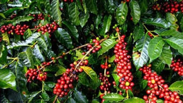 Giá cà phê ngày 10/7: Vụt tăng 500 đồng/kg khi giá cà phê Robusta tăng