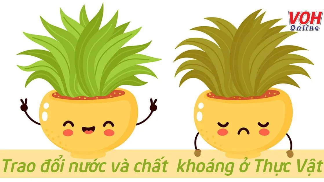 Kiến thức về sự trao đổi nước và khoáng chất ở thực vật