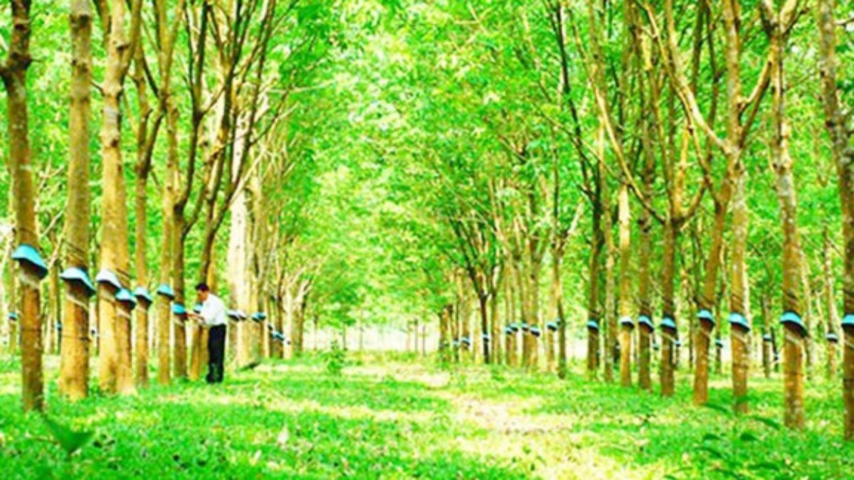 Giá cao su hôm nay 23/7: Đi ngang, giá tại Osaka hồi phục chậm
