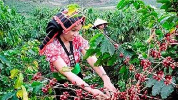 Giá cà phê ngày 29/7: Giá cà phê Robusta tăng, trong nước đứng yên