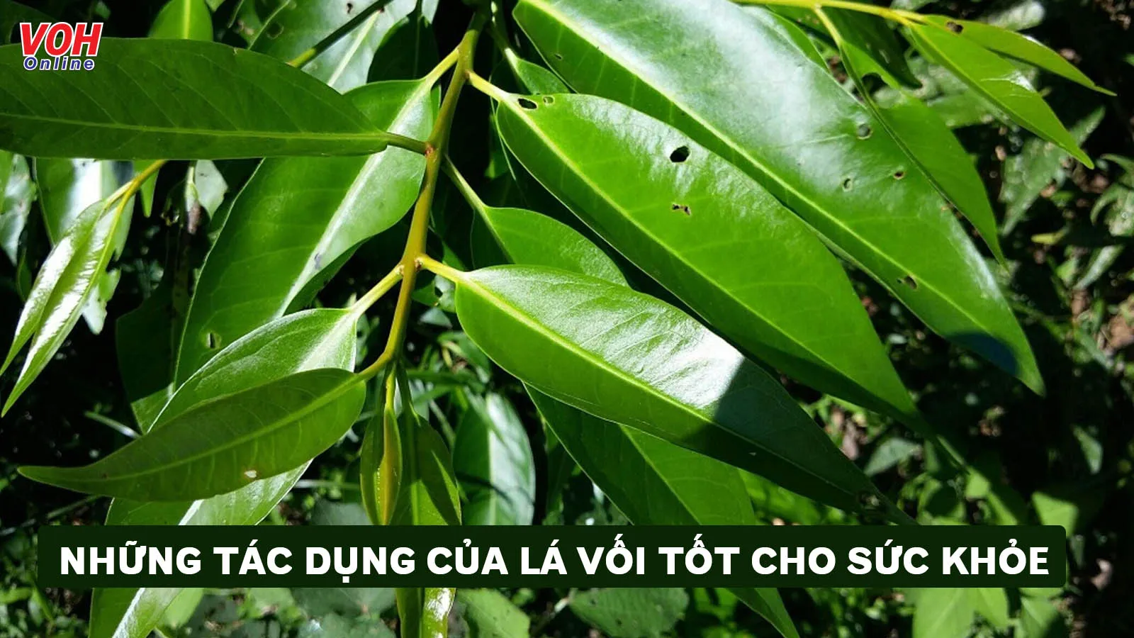 13 tác dụng của lá vối dành cho sức khỏe và cách sử dụng đúng