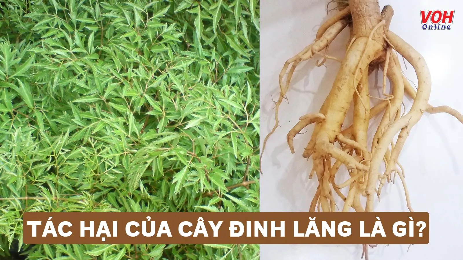 Tác hại của cây đinh lăng là gì?