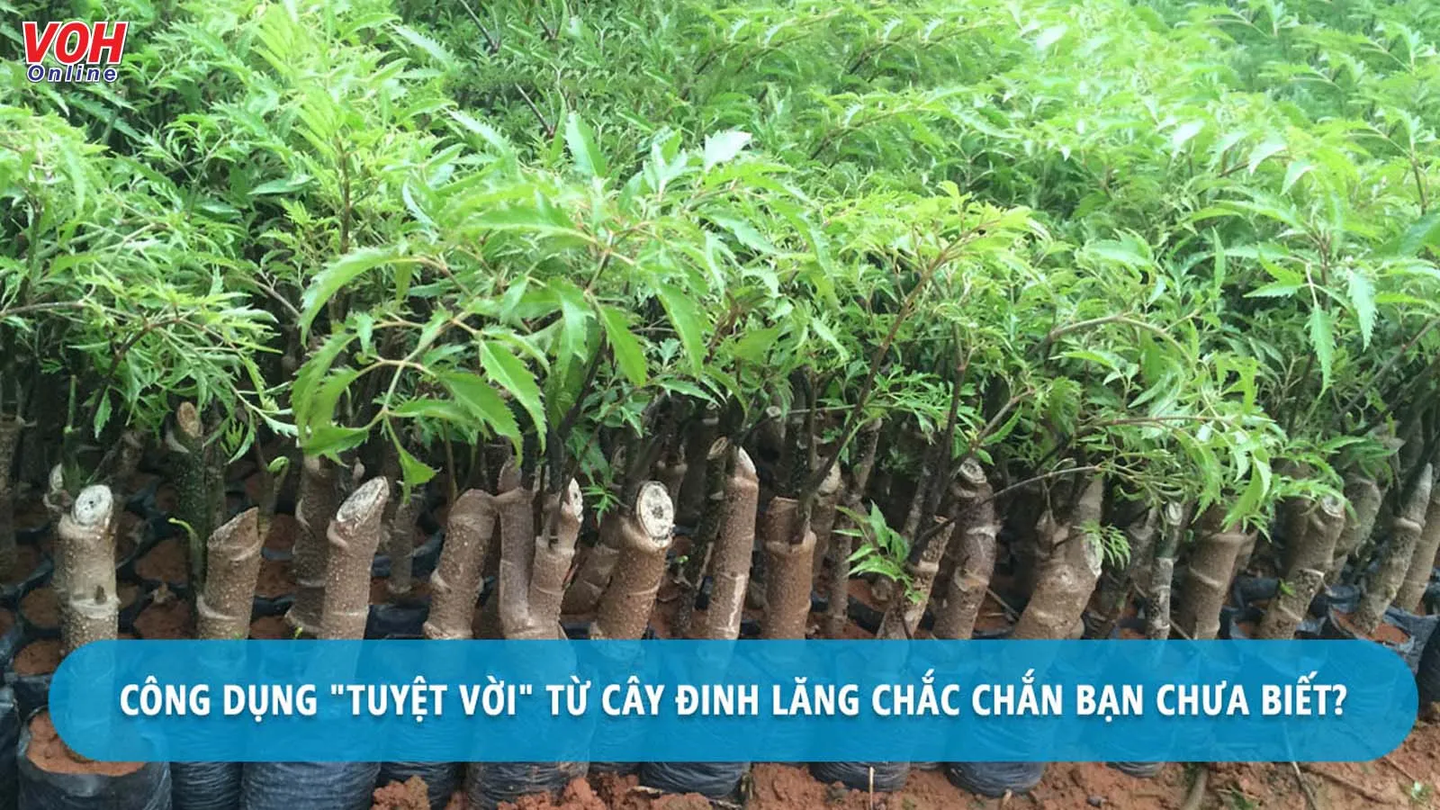 7 tác dụng của cây đinh lăng trong chữa bệnh