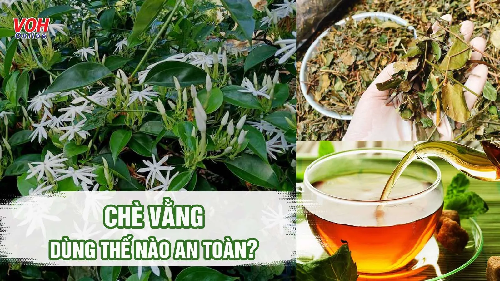 Tác hại của chè vằng cần tránh và lưu ý dùng an toàn nên biết