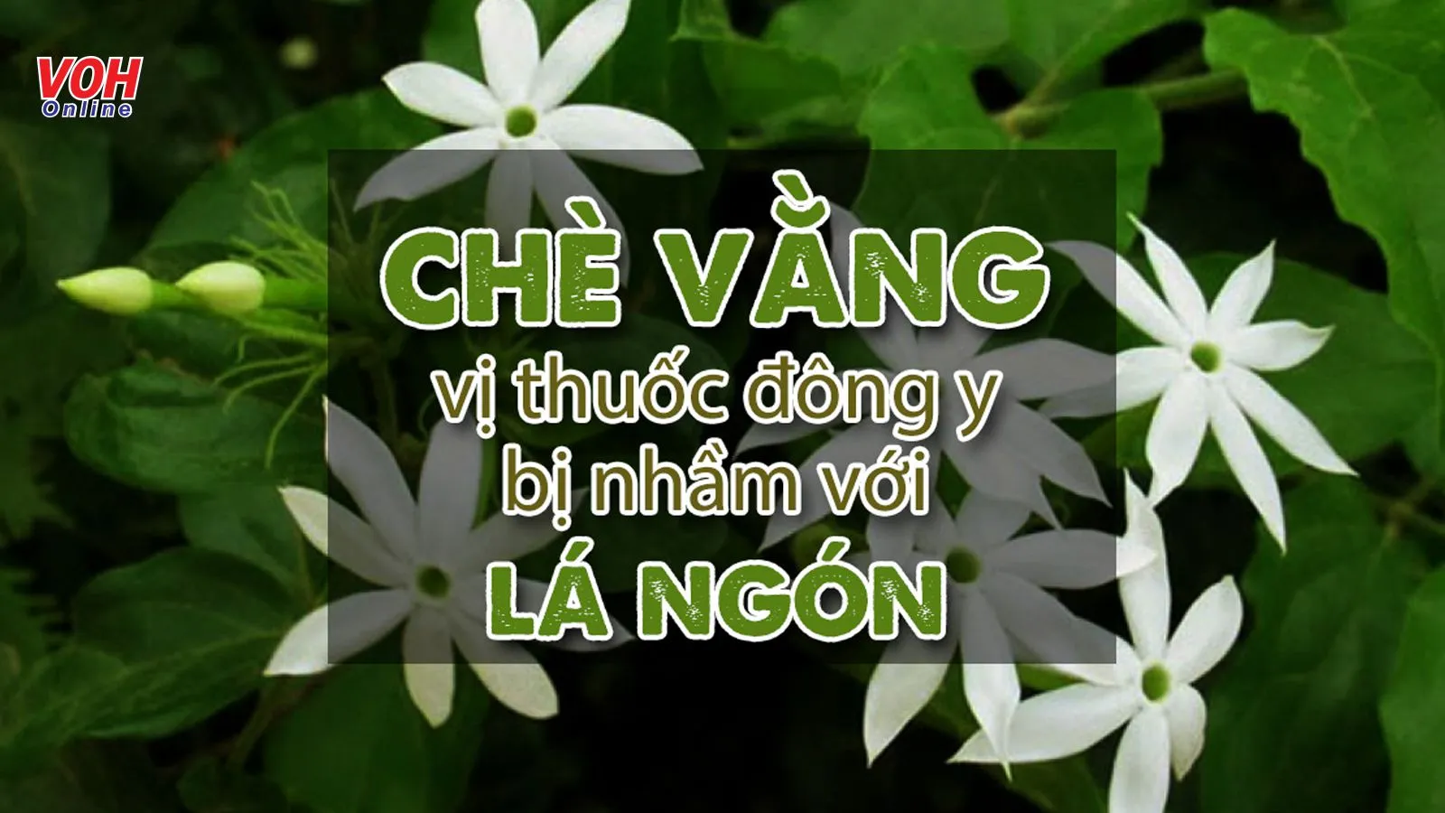 Tác dụng của chè vằng và cách phân biệt chè vằng với lá ngón