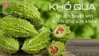 Những tác dụng của mướp đắng (khổ qua) dành cho sức khỏe