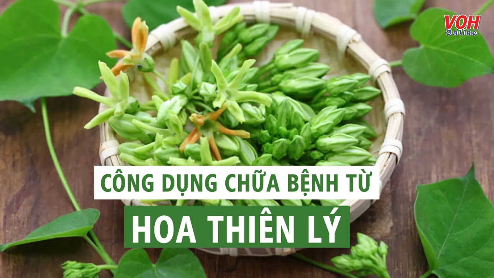 5 tác dụng của hoa thiên lý dành cho sức khỏe