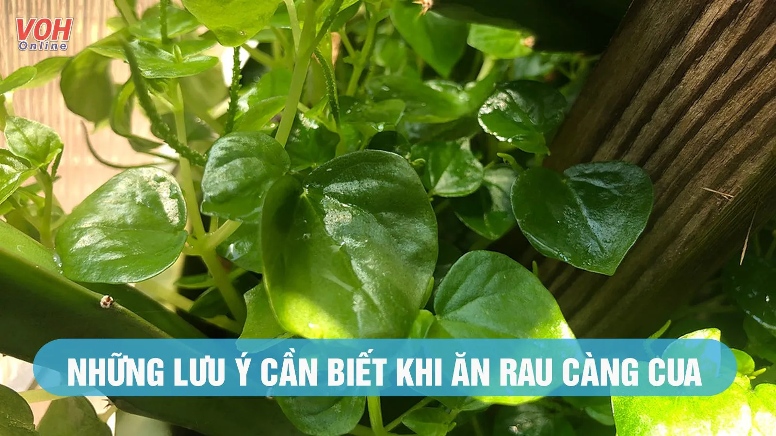 Tác hại của rau càng cua là gì?