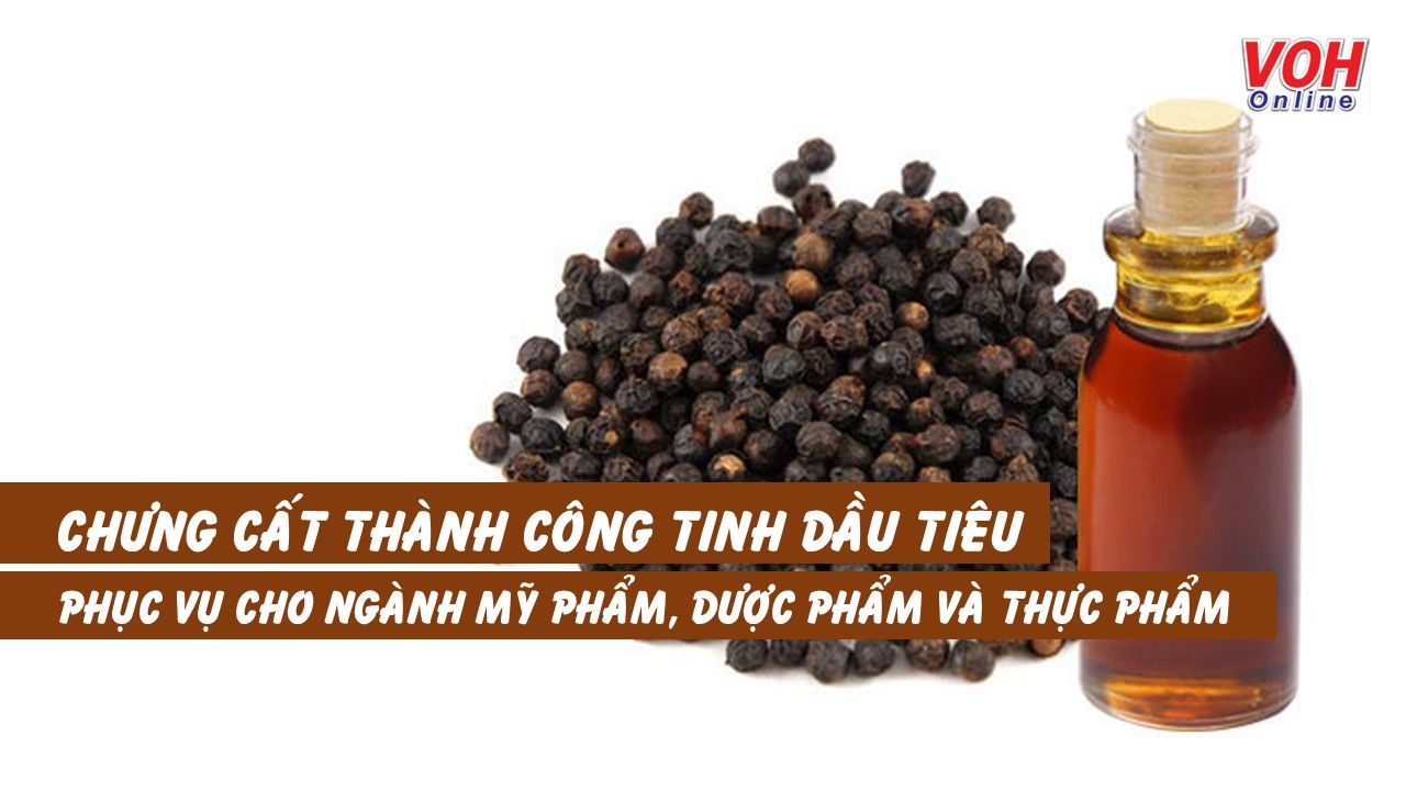 Chưng cất thành công tinh dầu tiêu phục vụ cho ngành mỹ phẩm, dược phẩm và thực phẩm