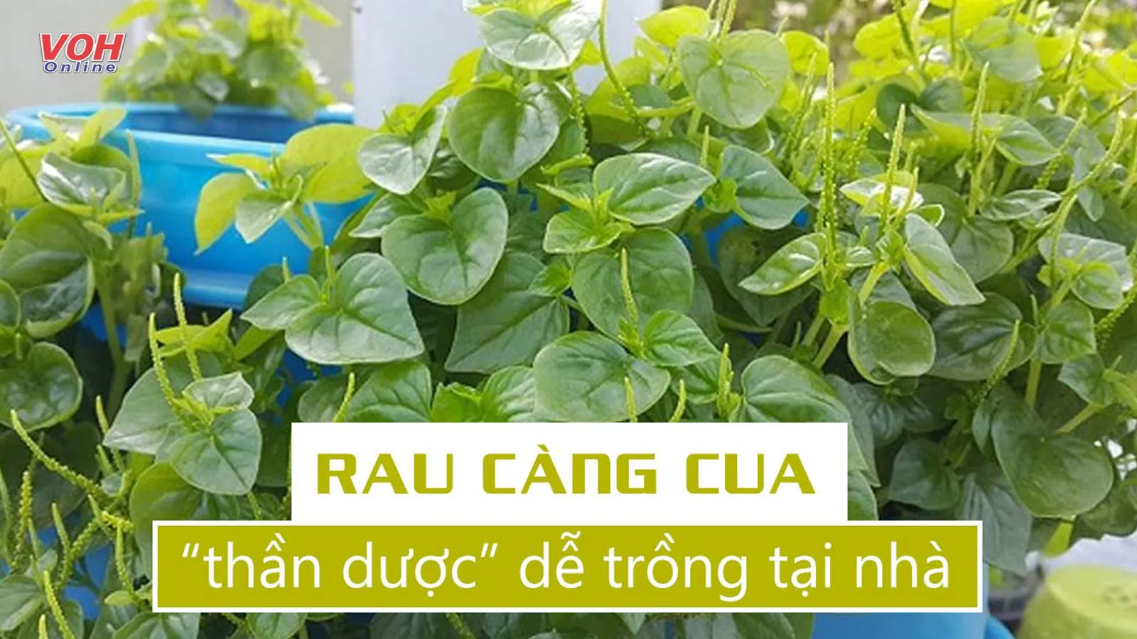 10 tác dụng của rau càng cua vừa bổ dưỡng lại chữa được bệnh