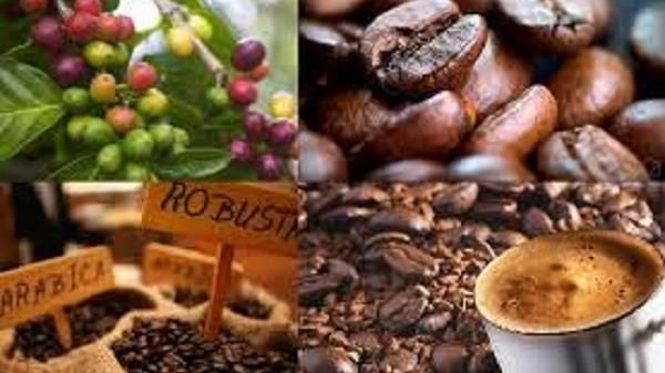 Giá cà phê hôm nay 3/9: Giá thế giới suy yếu, trong nước giảm theo