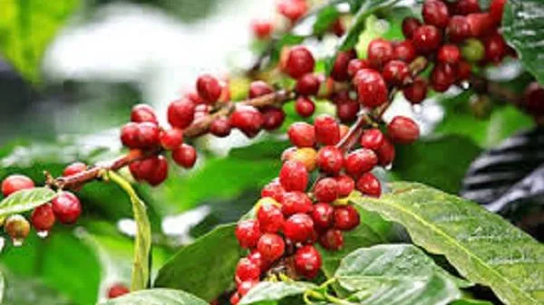 Giá cà phê hôm nay 7/9: Cà phê Robusta bật tăng