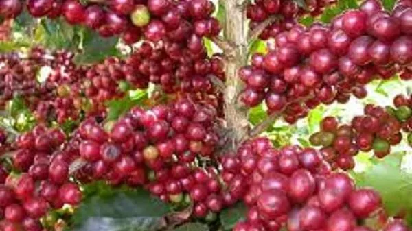 Giá cà phê hôm nay 11/9: Cà phê Arabica phục hồi tăng