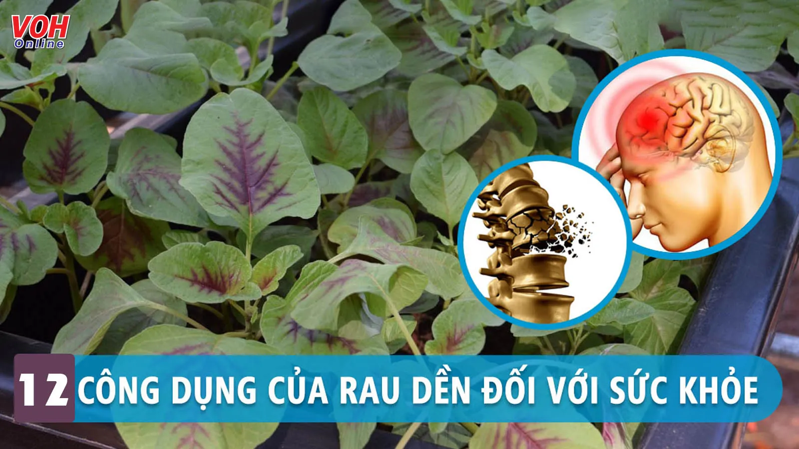 Khám phá các tác dụng của rau dền – vị thuốc quý quanh nhà