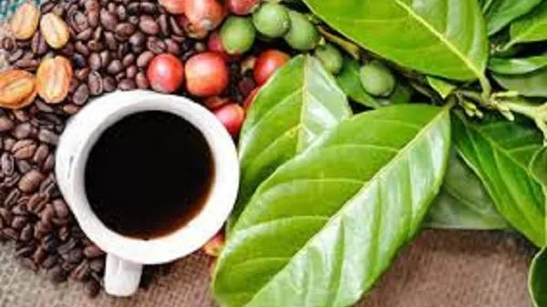 Giá cà phê hôm nay 15/9: Robusta thế giới tăng kéo giá trong nước tăng 200 đồng/kg