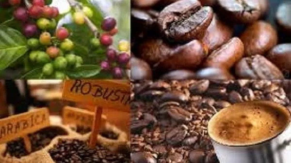 Giá cà phê hôm nay 22/9: Giá trong nước tăng, Arabica cũng bất ngờ phục hồi tăng