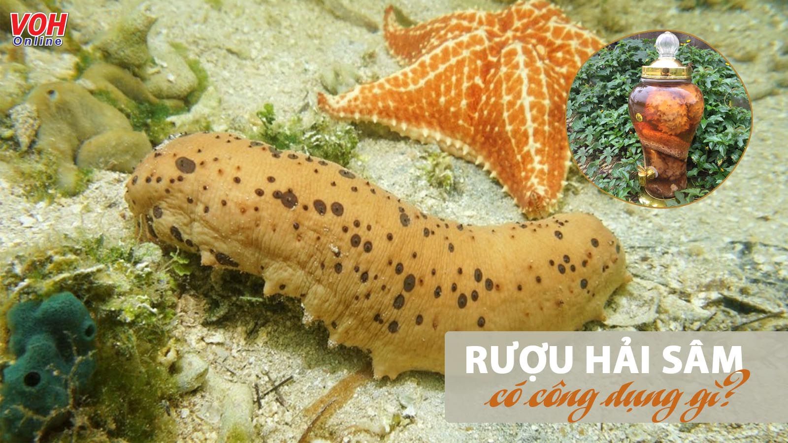 Rượu hải sâm: Công dụng và cách ngâm