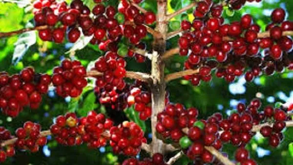 Giá cà phê hôm nay 23/9: Robustar sụt giảm, Arabica bất ngờ tăng mạnh