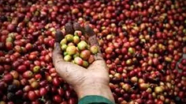 Giá cà phê hôm nay 25/9: Arabica và Robusta đồng loạt tăng