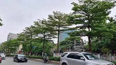 Bắt thêm 4 người trong vụ nâng khống giá trị cây xanh tại Hà Nội