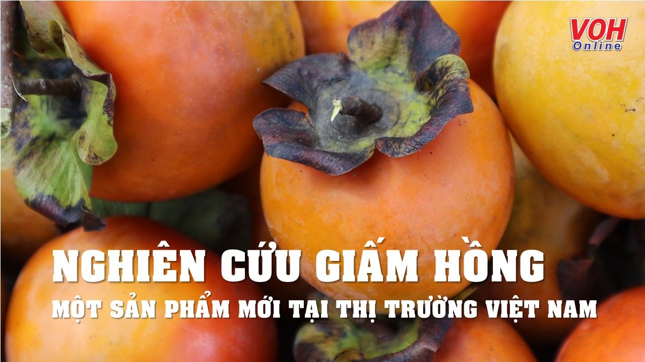 Nghiên cứu giấm hồng - một sản phẩm mới tại thị trường Việt Nam