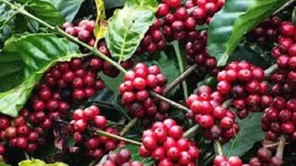 Giá cà phê hôm nay 9/10: Arabica tiếp tục tăng mạnh