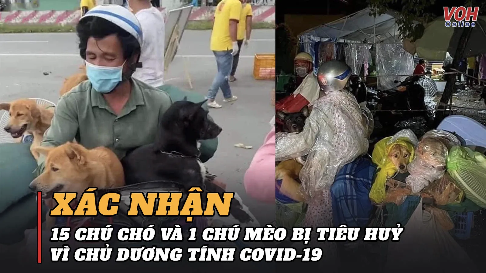 Tiêu huỷ 15 chú chó và 1 chú mèo theo chủ về Cà Mau tránh dịch