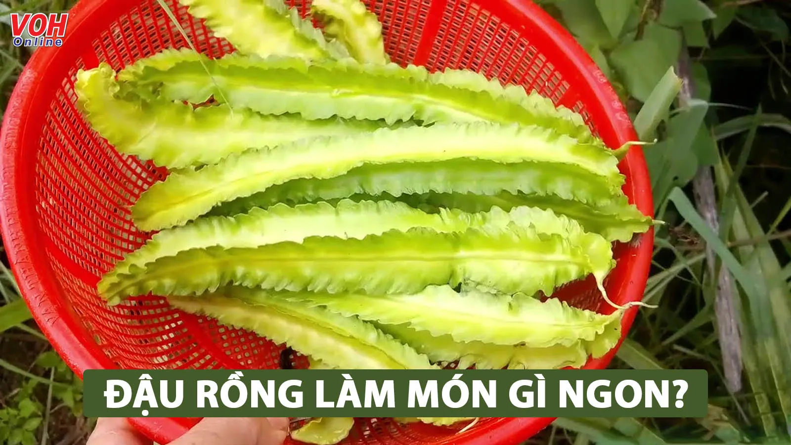 Đậu rồng nấu gì ngon? Tổng hợp 7 món ăn dễ làm nhưng ngon cực