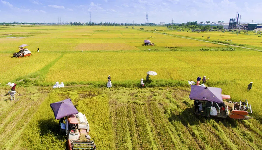 Cần sớm có chính sách hỗ trợ nông dân tái sản xuất