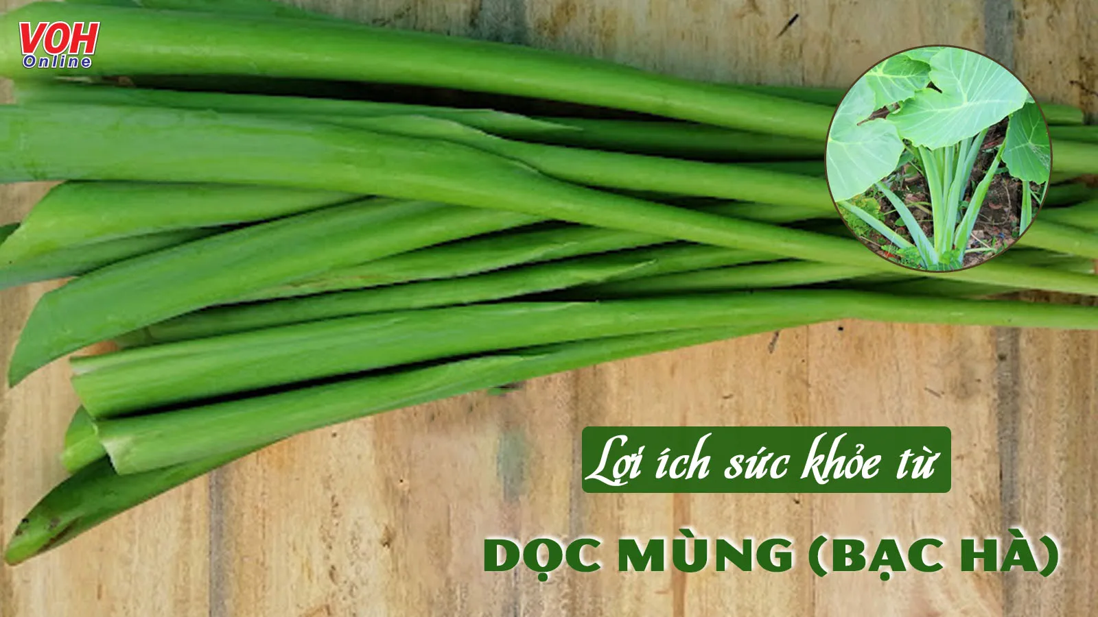 Tác dụng của cây dọc mùng (bạc hà) – mọc dại mà vô cùng quý