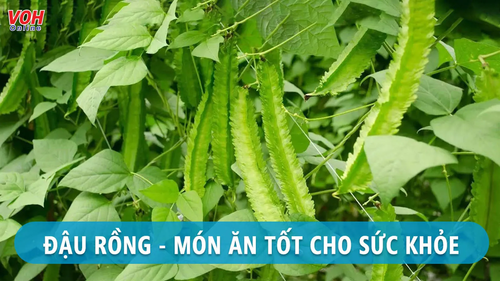 11 tác dụng của đậu rồng mà nhiều người ít để ý