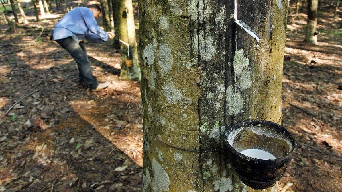 Giá cao su hôm nay 19/10: Tăng mạnh trên sàn Nhật Bản
