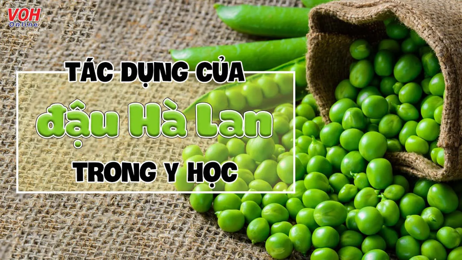 Những tác dụng của đậu Hà Lan trong y học mà bạn chưa biết